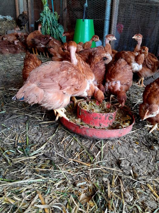 Frangas de poedeiras vermelhas