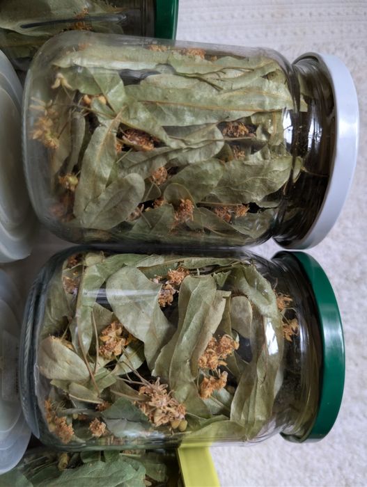 Липа лікувальна  (цвіт та лист)