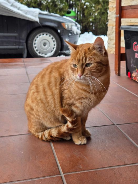 Bolek i Lola, dwa rude kociaki