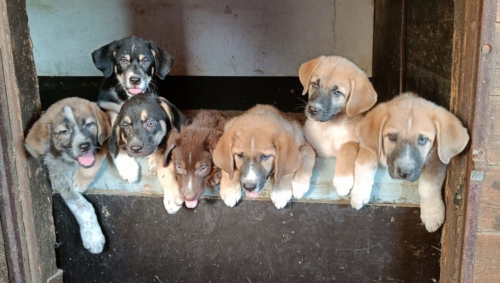 Cachorros à procura da sua familia