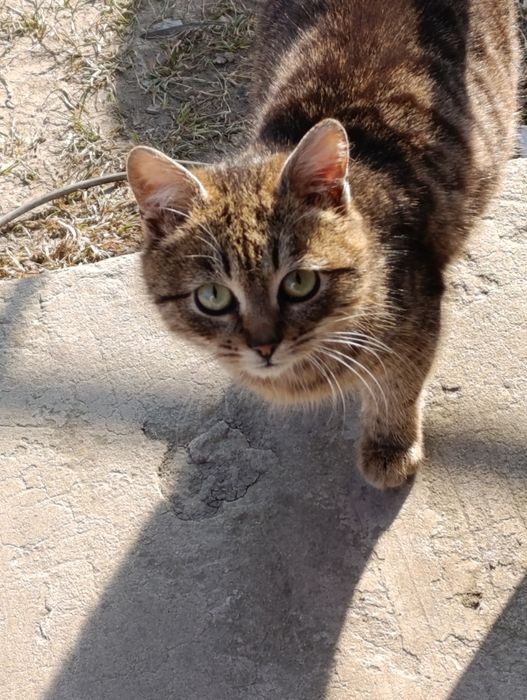 Кошенята різного віку