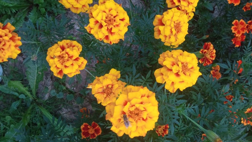 Zestaw nasion kwiatów.