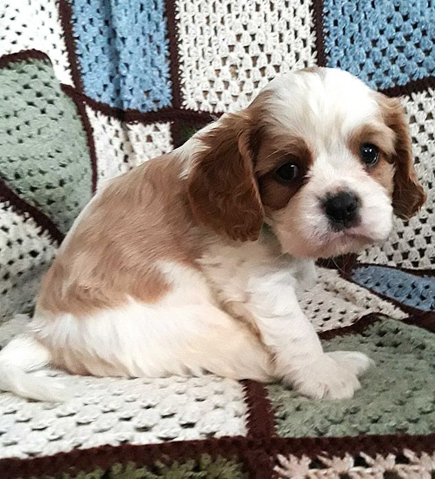 Chłopczyk Cavalier king charles spaniel