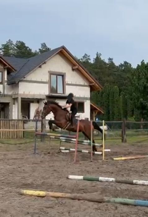 Piękna klacz skokowa