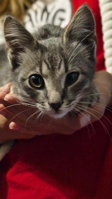 Кошеня хлопчик сіренький