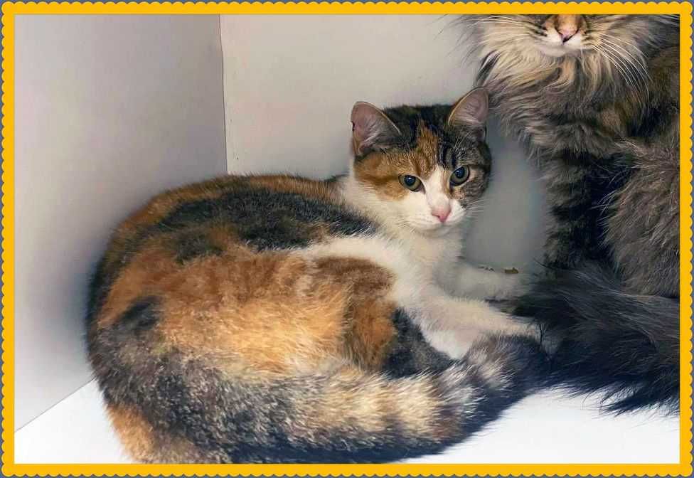 Золота дитина, привезена з війни, кішечка Періс, кішка 10 міс