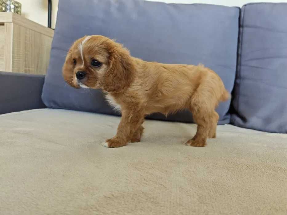Cavalier king Charles