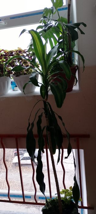 Драцена душиста 150+см