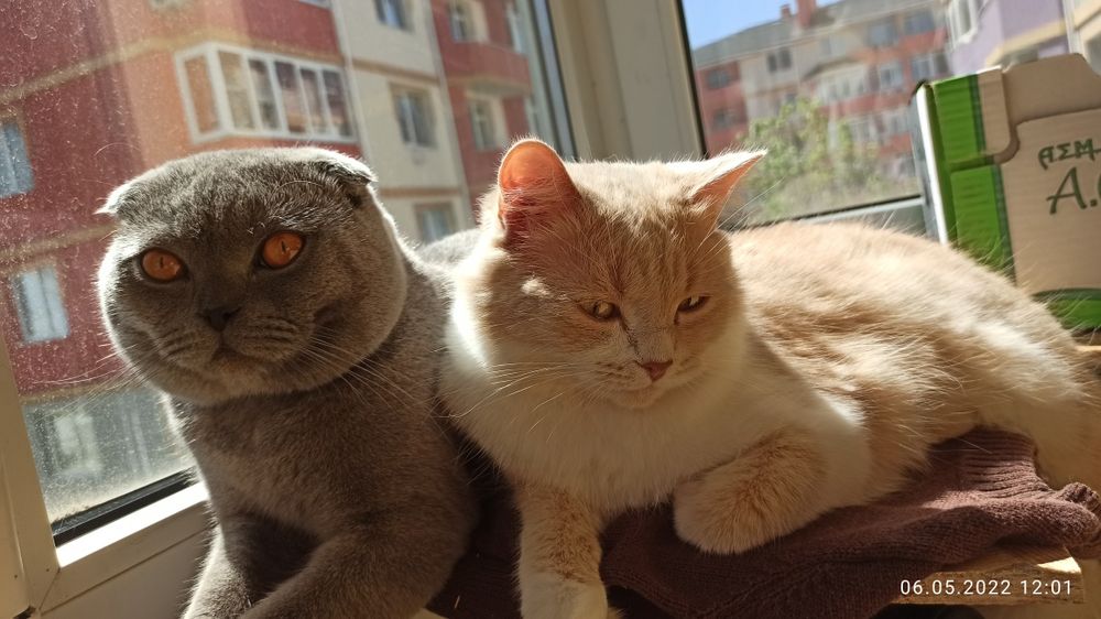 Кіт на злучку Кот для кошки