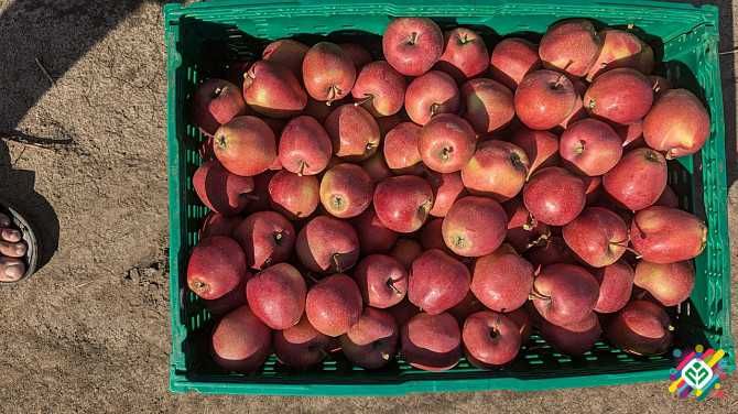 Продам яблука (Фуджі, Ред Чіф, Флоріна, Камео, Ліголь)