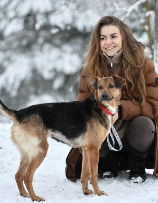 Sunia drobnej budowy do adopcji