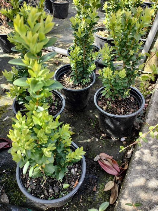 Buxo comum para sebe, e moldar