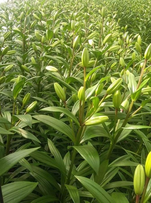 Lilia  - Kwiaty cięte.  Prosto od producenta