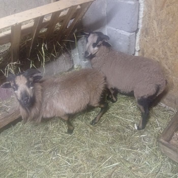 4 miesięczne tryki kameruńskie