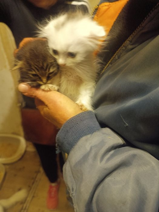 Котята скоттиш фолд