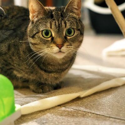 Figa szuka kochającego domu