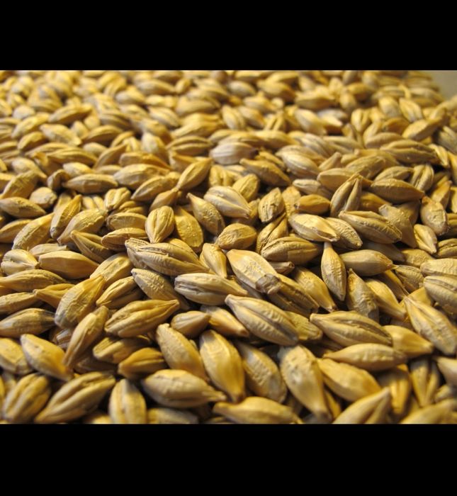 Jeczmien jary tegoroczny 2025