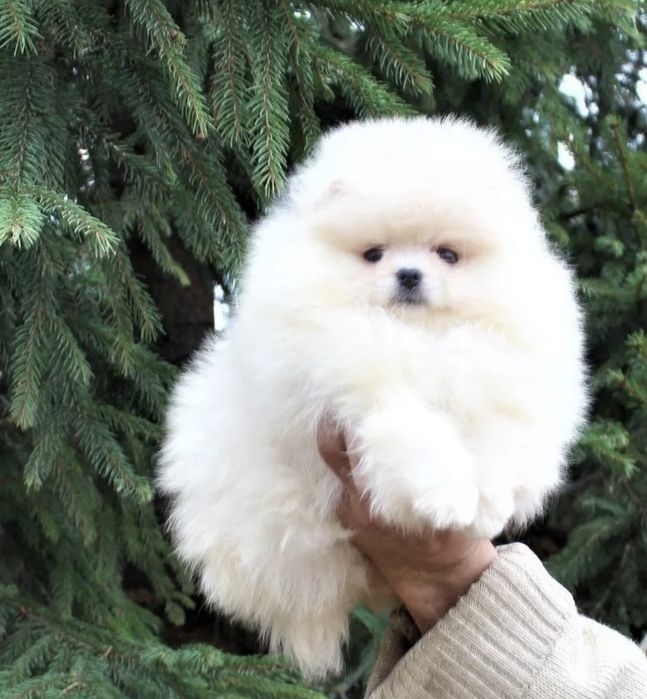 Мино чудесные шпицы