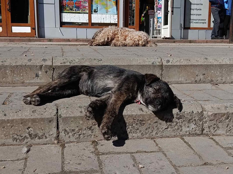 Дівчинка Джус в добрі руки