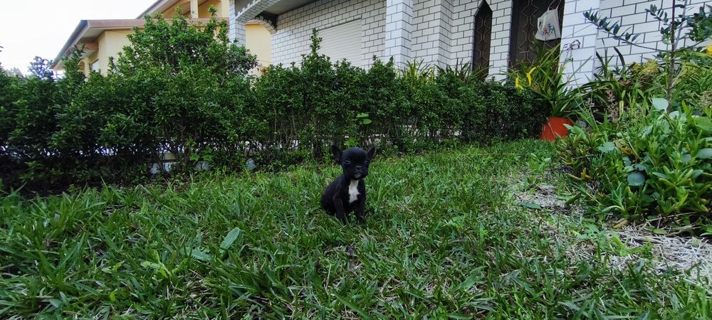Bulldog francês criado em ambiente familiar disponível para entrega im