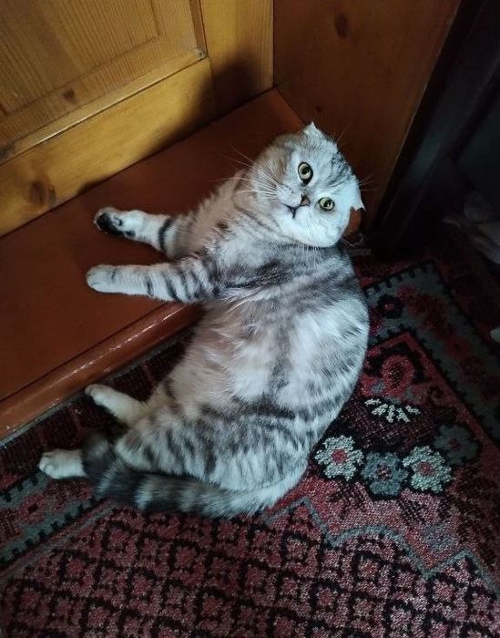 Британские голубоглазые котята