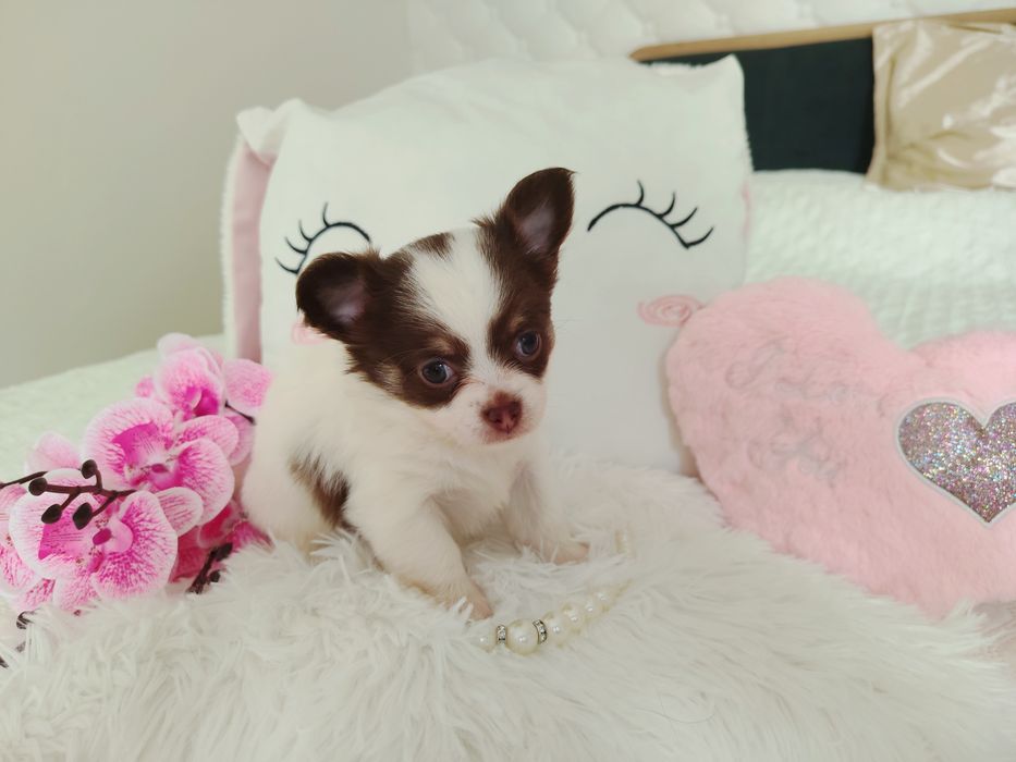 Chihuahua długowłosa suczka