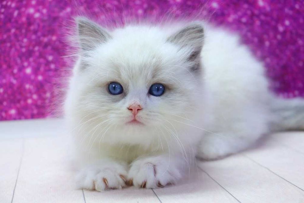 . Мальчишка с прививками-РЕГДОЛЛ//Ragdoll