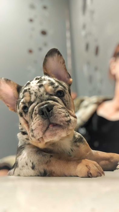 Невероятная красотка. Французский бульдог