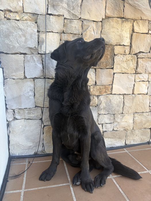 Labrador  Macho Preto - ( Ler bem o anuncio )