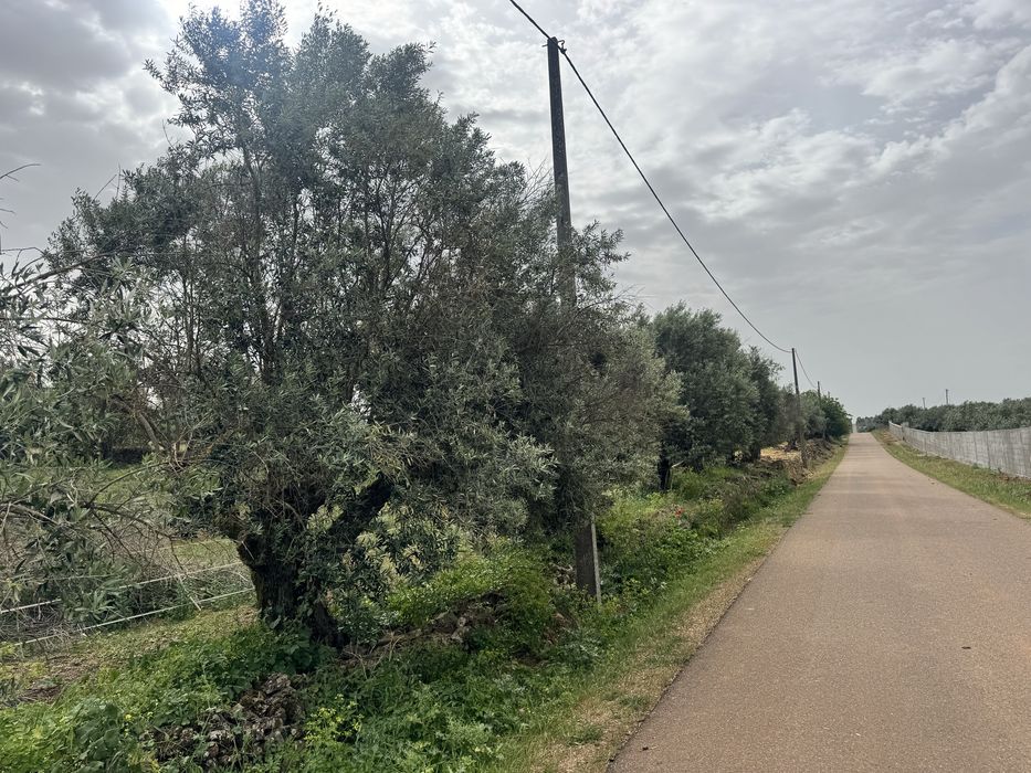 Terreno 36.750m2 — Terrugem E Vila Boim, Portalegre