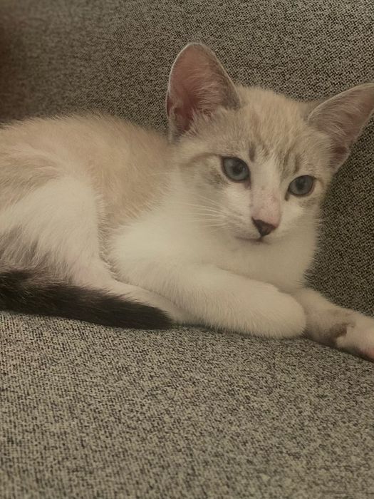Procura-se familia cheia de amor para estes dois gatinhos