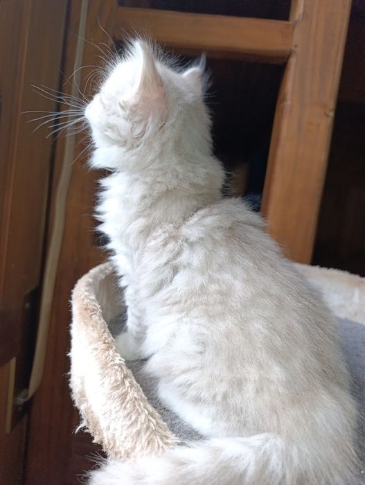 Macho Scottish Straght