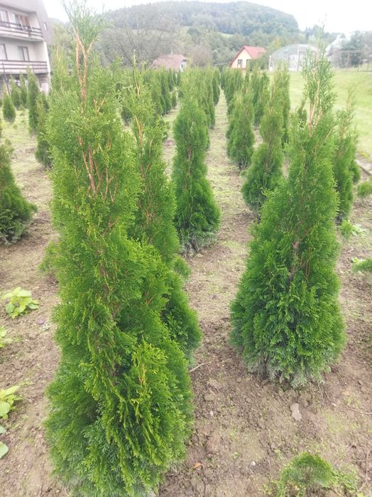Tuja szmaragd 80 - 170 cm WYPRZEDAŻ