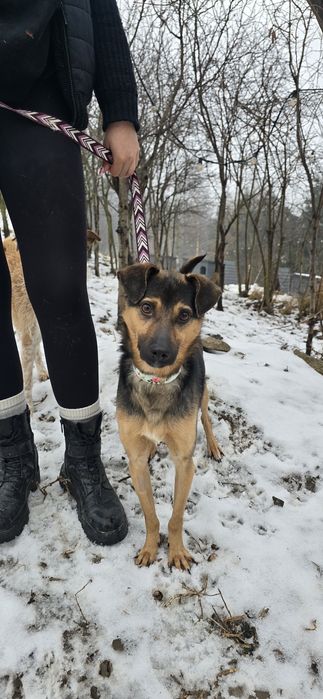 Roczny samiec do adopcji