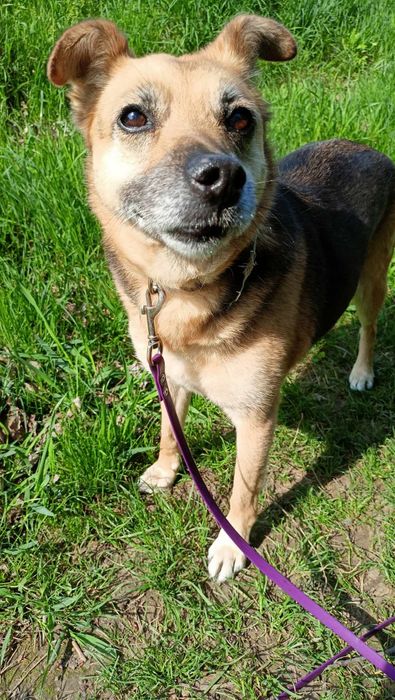 Jadzia szuka domu!!!