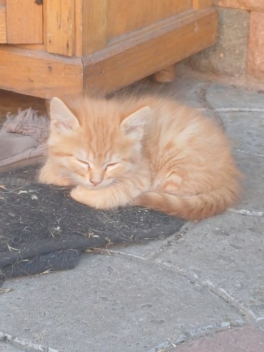 Котята бесплатно