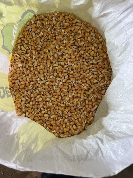 Milho da campanha 2025