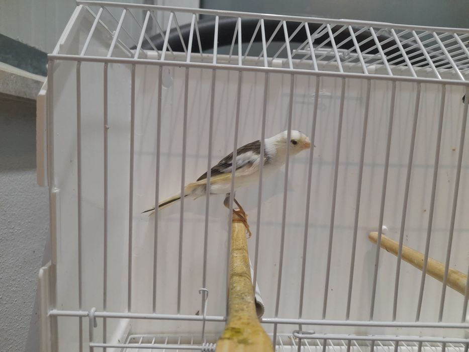 Canario largues espanhol