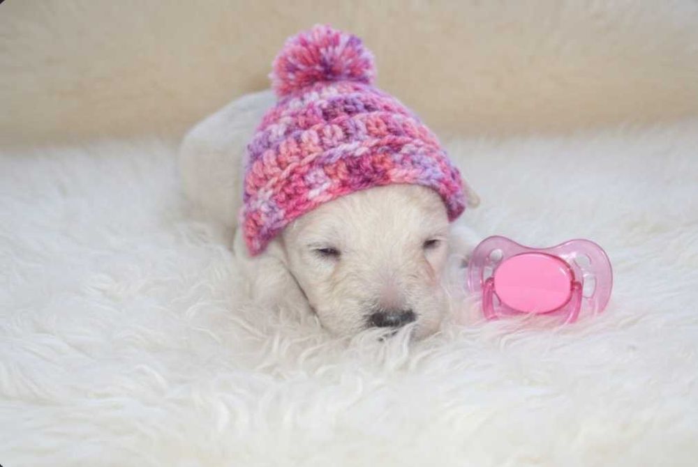 Щенки той пуделя