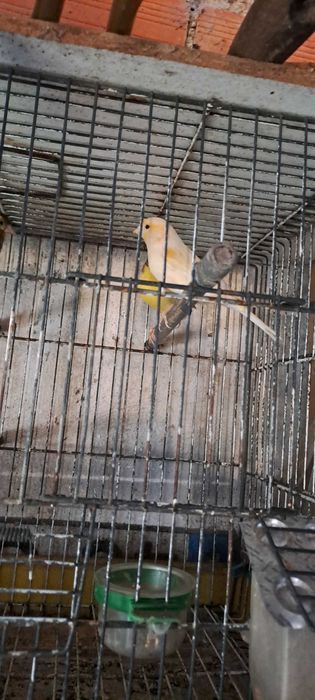 Vendo canarios e canaria