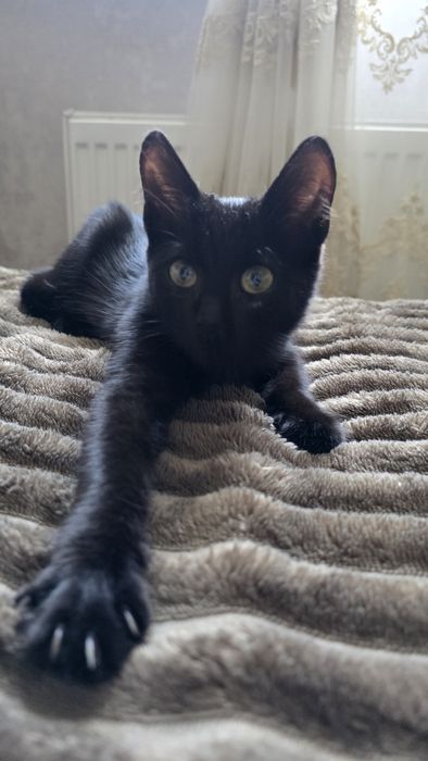 Чорне кошеня, дівчинка, в добрі руки