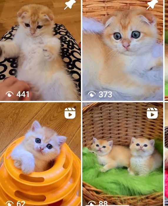 Бесподобные котята у нас!