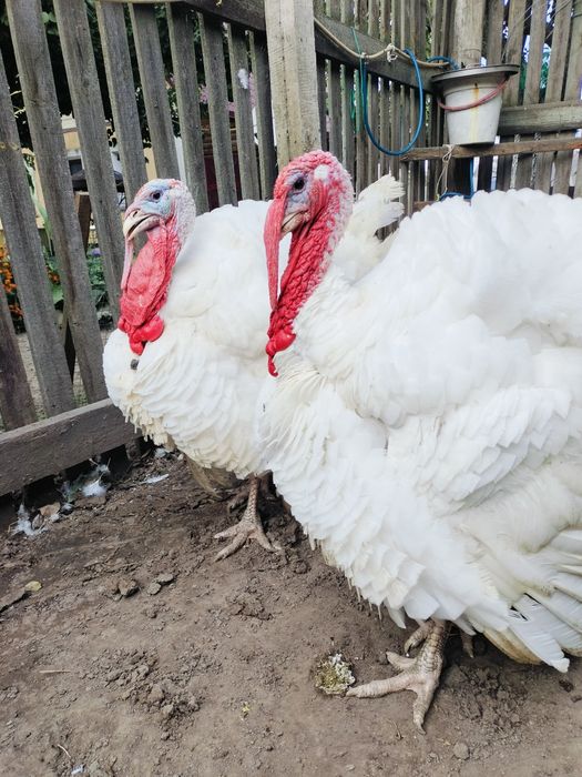 КуриОПТ,Ломан Браун,Домінант