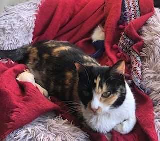 Gatinha para Doação responsavel