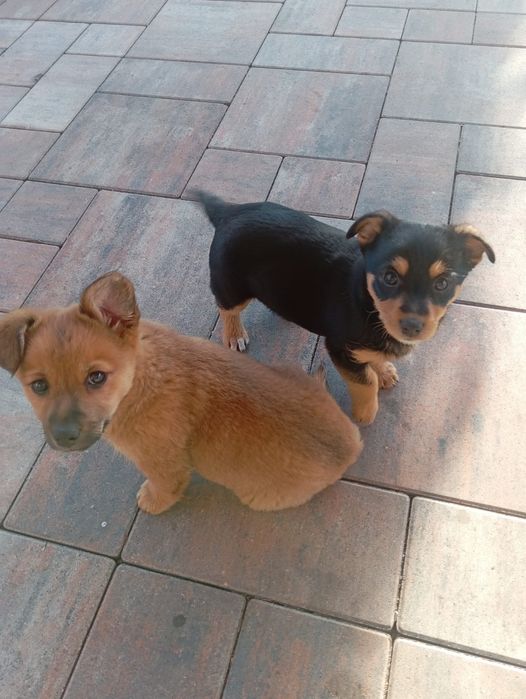 Oddam pieski w dobre ręce.