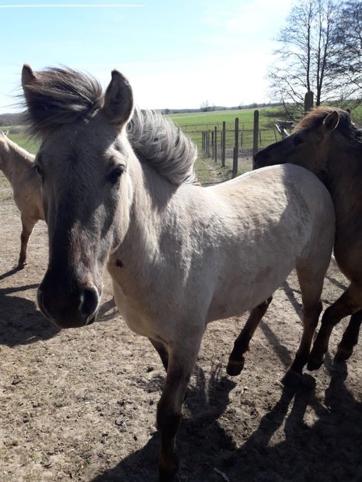 Konik Polski klaczki ogierki