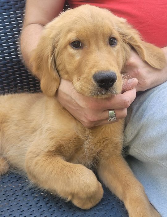 Szczeniak Golden retriever już do odbioru