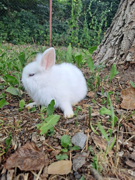 Króliki miniaturki,  białe, młode, śliczne!