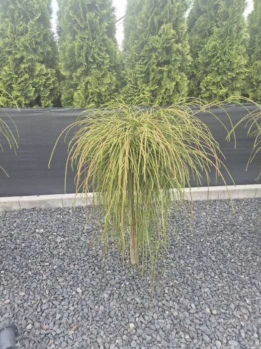 Thuja na pniu  6 sztk  podrośnięta