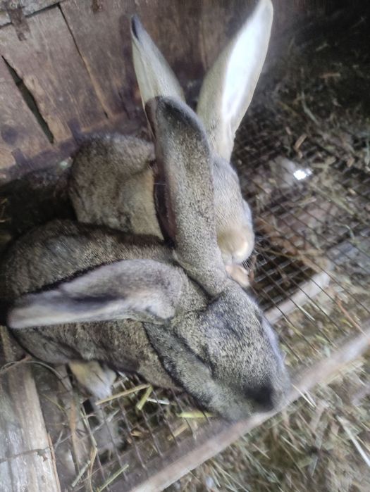 Продам молодих кроликів